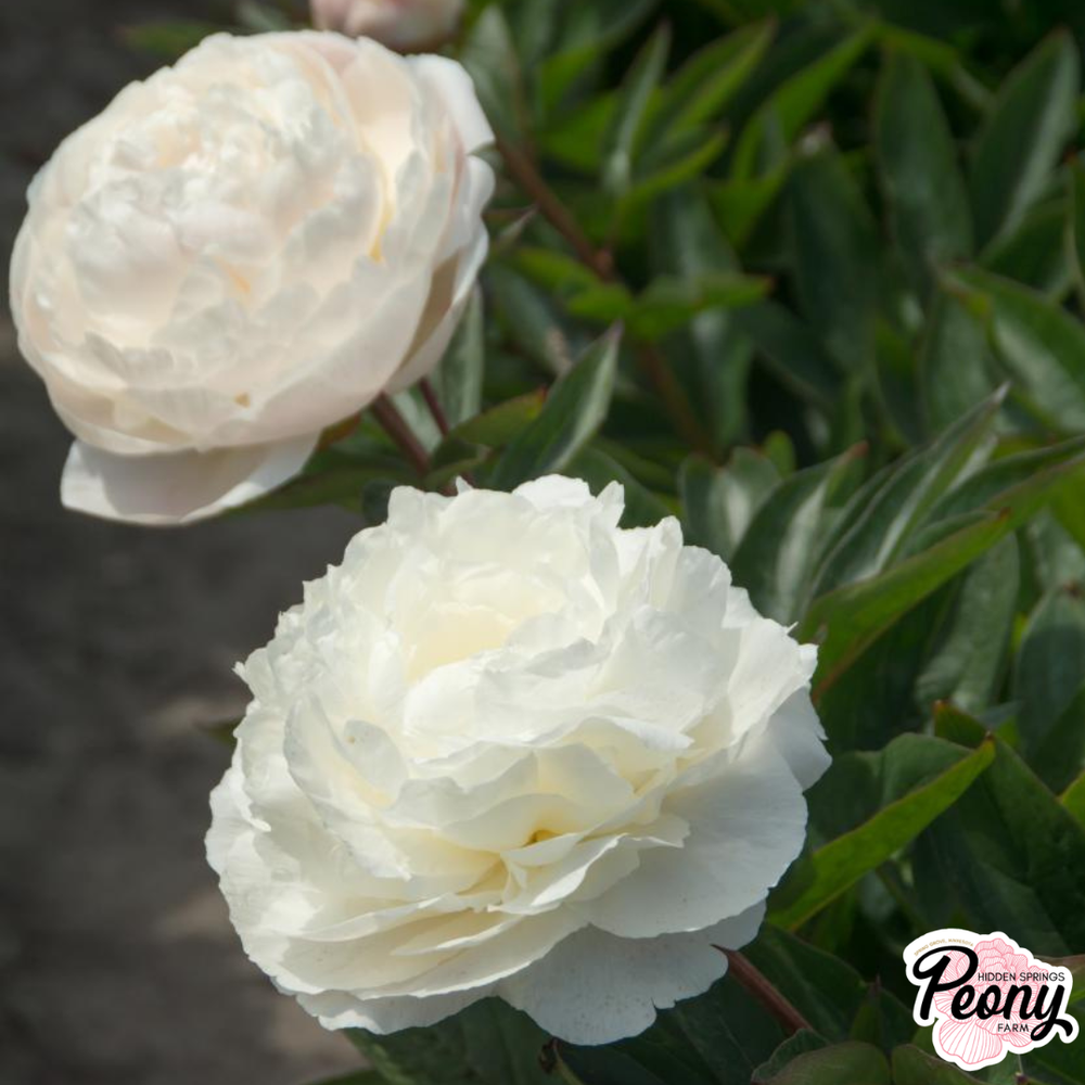 Mother's Choice Peony — Hidden Springs Peony Farm